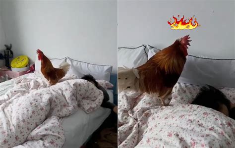 公雞為什麼在凌晨啼叫 高層床